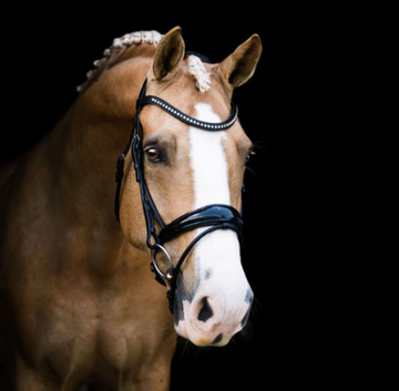 What Lumiere Bridle Should I Choose?