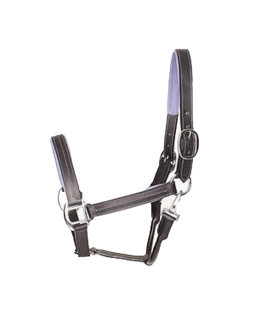 EFO Leather Halter with Colour Accents Halter Equestrian Fashion Outfitters - Equestrian Fashion Outfitters