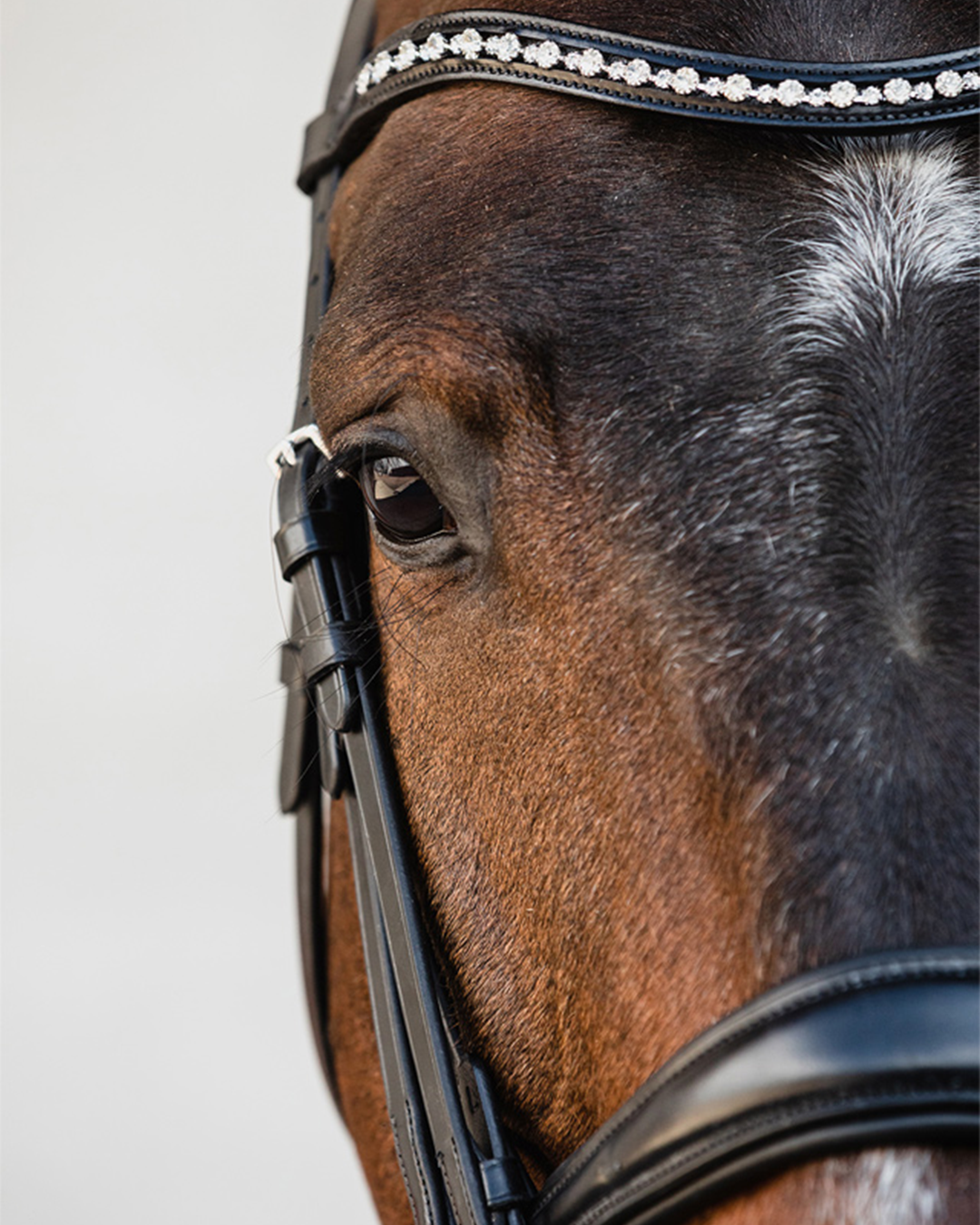 Schockemohle Milton Double Bridle Schockemohle - Equestrian Fashion Outfitters