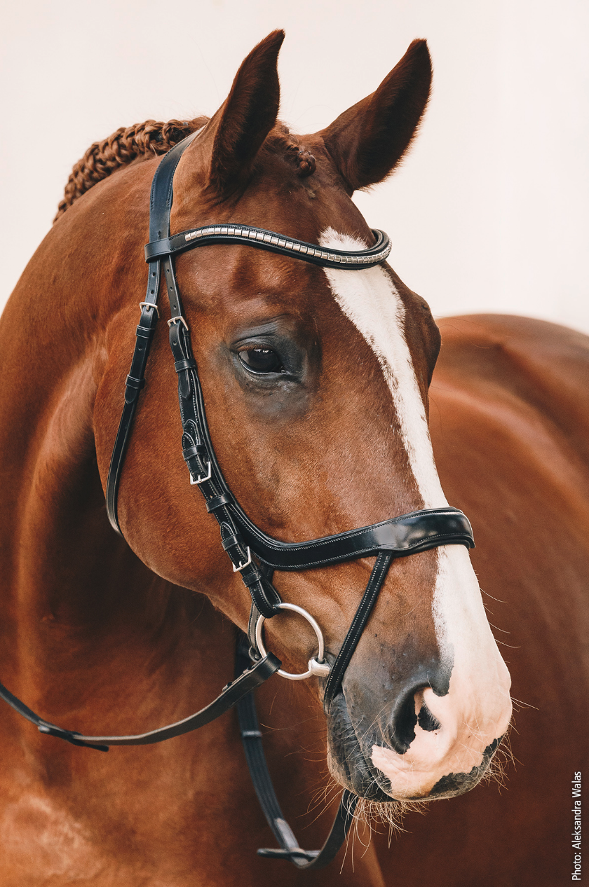 Schockemohle Equitus Omega Bridle Bridle Schockemohle - Equestrian Fashion Outfitters