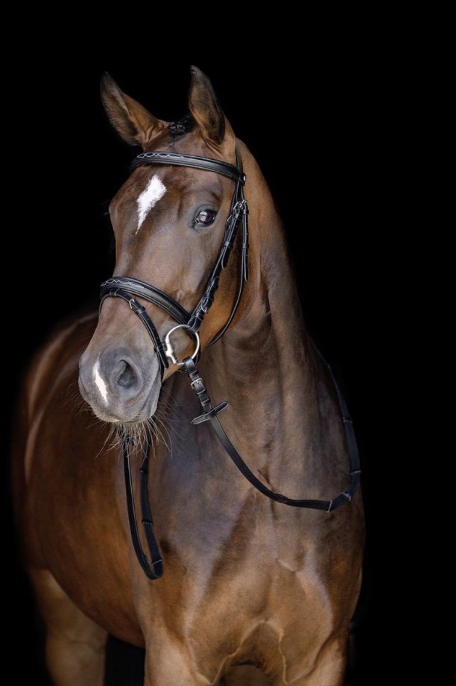 HKM Jana Bridle Bridles HKM - Equestrian Fashion Outfitters