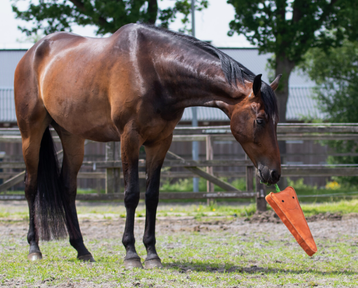 Horse/Dog Toy XL Toys QHP - Equestrian Fashion Outfitters