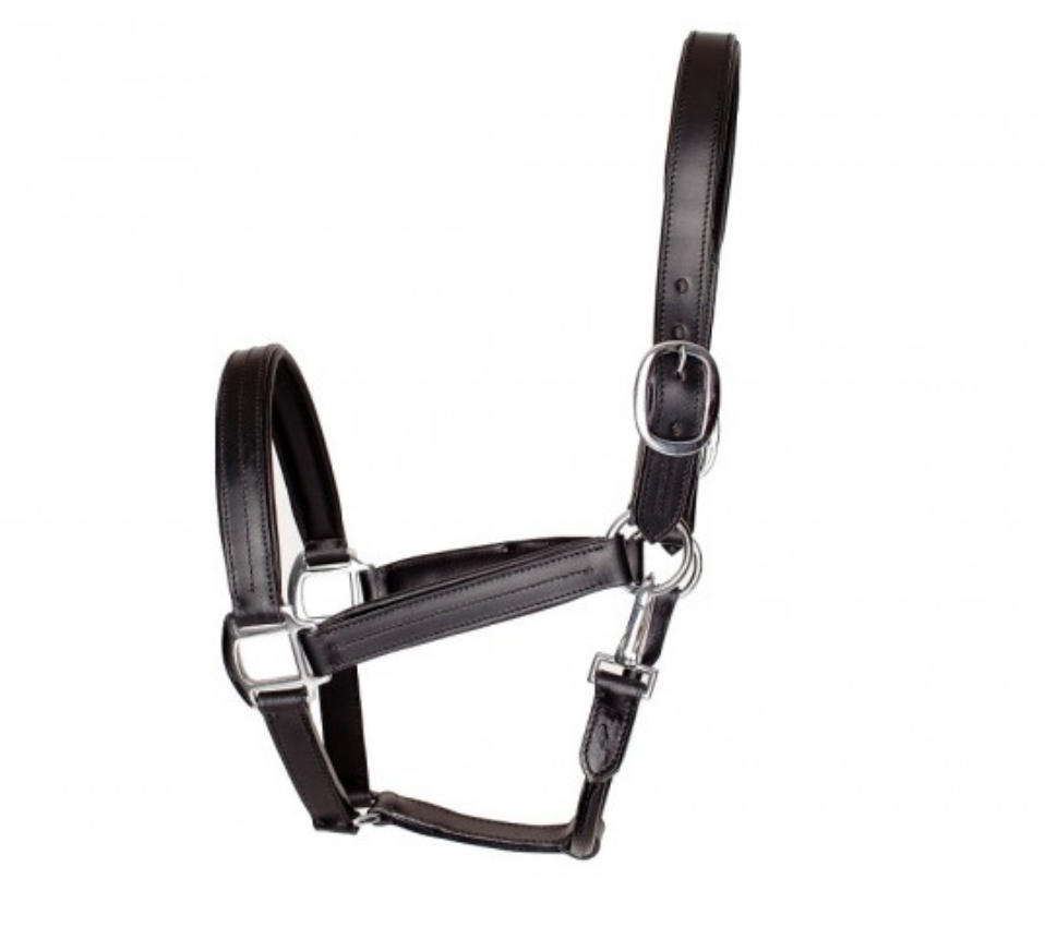 EFO Leather Halter with Colour Accents Halter Equestrian Fashion Outfitters - Equestrian Fashion Outfitters