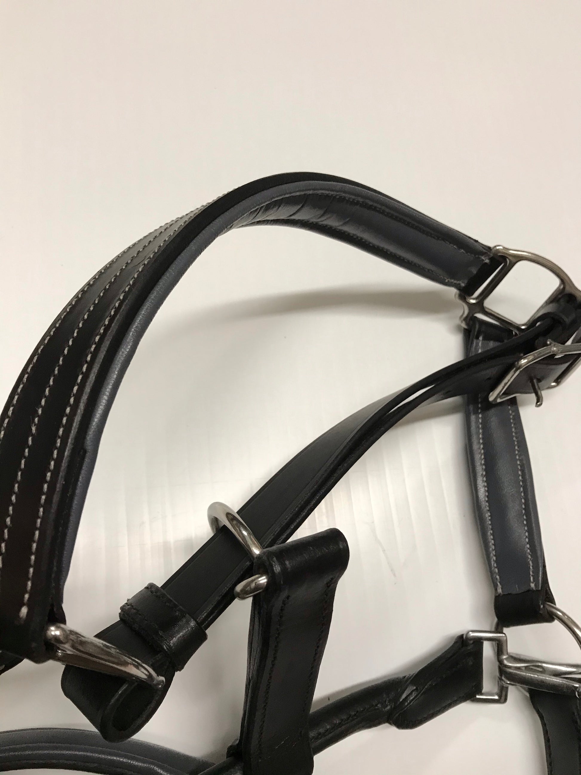 EFO Leather Halter with Colour Accents Halter Equestrian Fashion Outfitters - Equestrian Fashion Outfitters