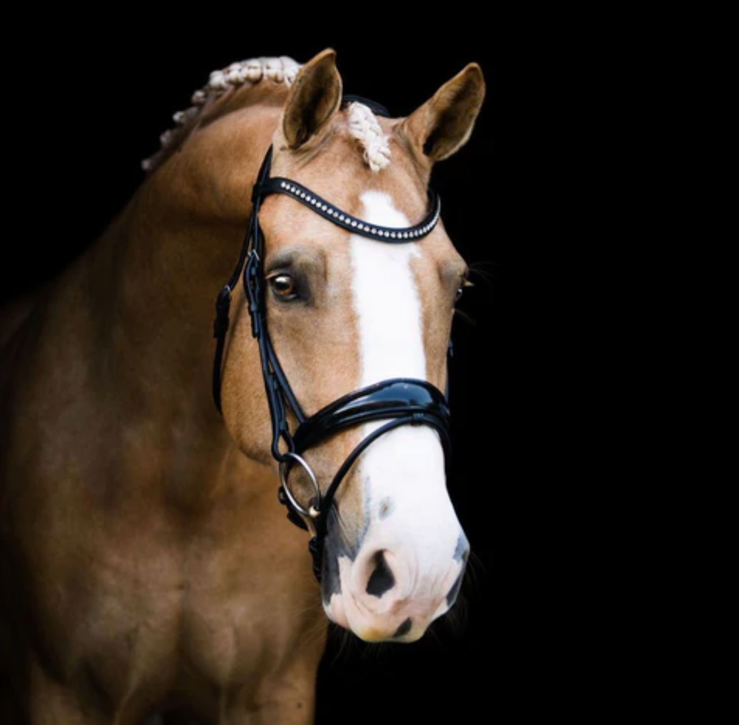 Collegiate Saddles North America - Do you know the difference between our  Mono Crown and our Comfort Crown bridles? Our Collegiate Comfort Crown  bridle is softly padded and allows for nosebands to