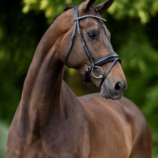BR Lynton Bridle  BR - Equestrian Fashion Outfitters