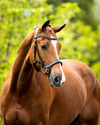 BR Mirfield Bridle  BR - Equestrian Fashion Outfitters