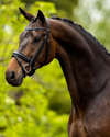 BR Newcastle Bridle  BR - Equestrian Fashion Outfitters