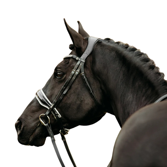 A close-up side profile of a dark horse wearing a white and black leather bridle against a solid white background equestrian fashion outfitters