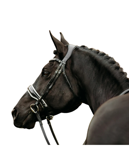 A close-up side profile of a dark horse wearing a white and black leather bridle against a solid white background equestrian fashion outfitters