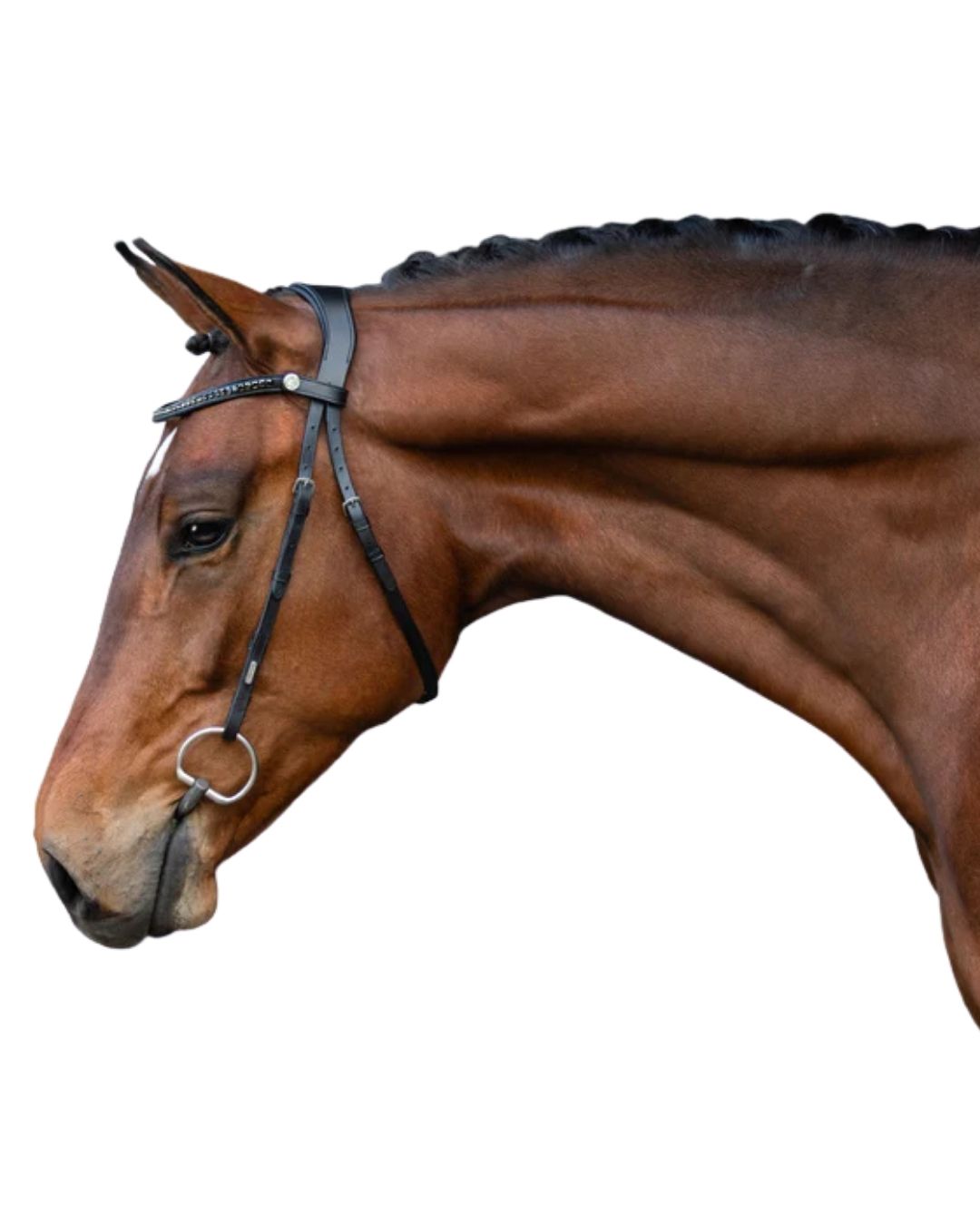Brown horse wearing a bbridle with no noseband on a white backgroundack 