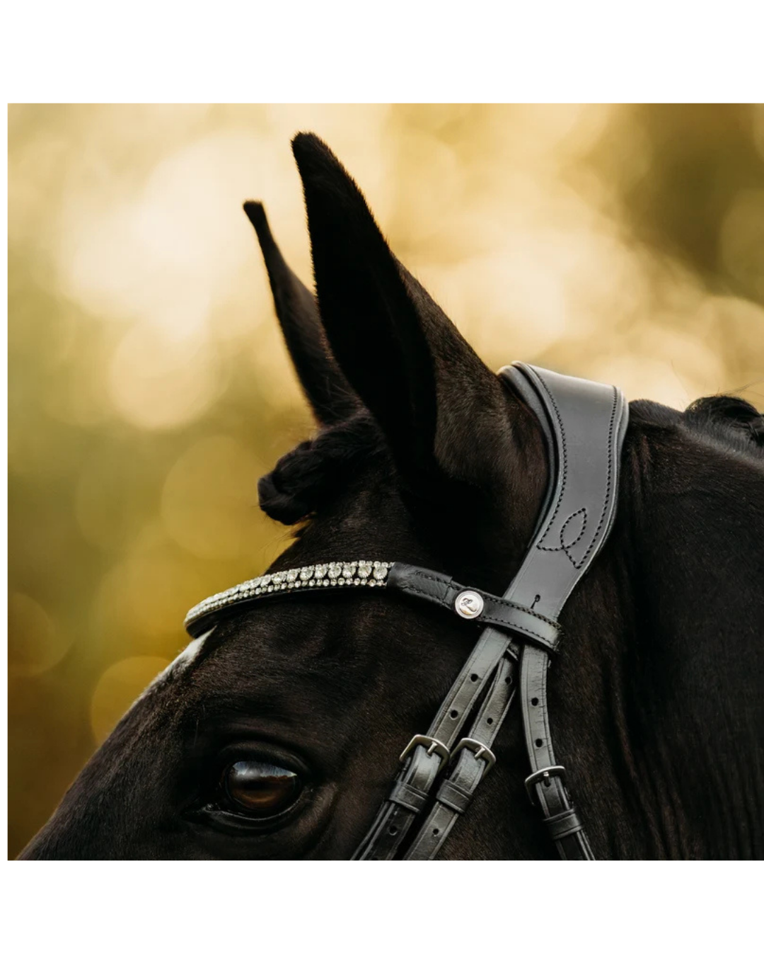A close-up of a dark horse wearing a black leather bridle with a decorative silver rhinestone browband, set against a warm golden bokeh background equestrian fashion outfitters