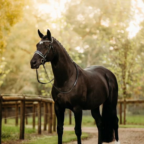 A dark brown horse wearing a bridle that has white padding, a crystal browband and patent nose band stands outdoors in a sunlit paddock with trees and a wooden fence in the background. equestrian fashion outfitters
