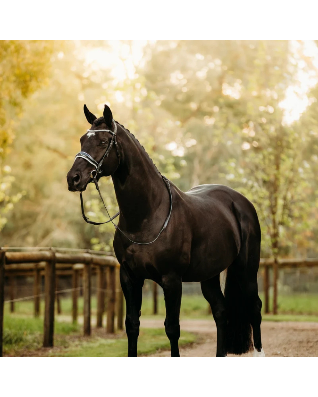 A dark brown horse wearing a bridle that has white padding, a crystal browband and patent nose band stands outdoors in a sunlit paddock with trees and a wooden fence in the background. equestrian fashion outfitters