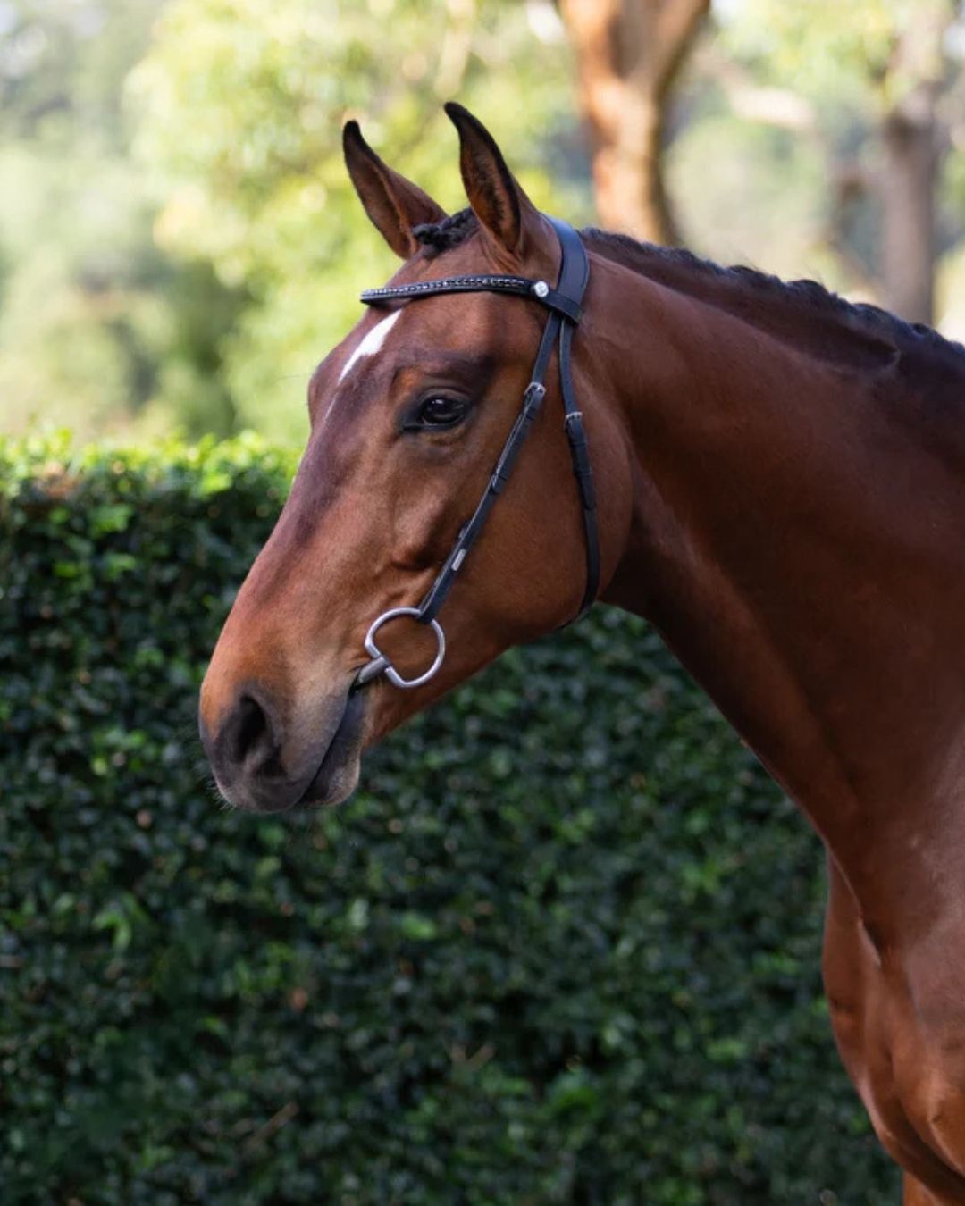 Brown horse with a black bridle with no noseband standing in front of green foliage