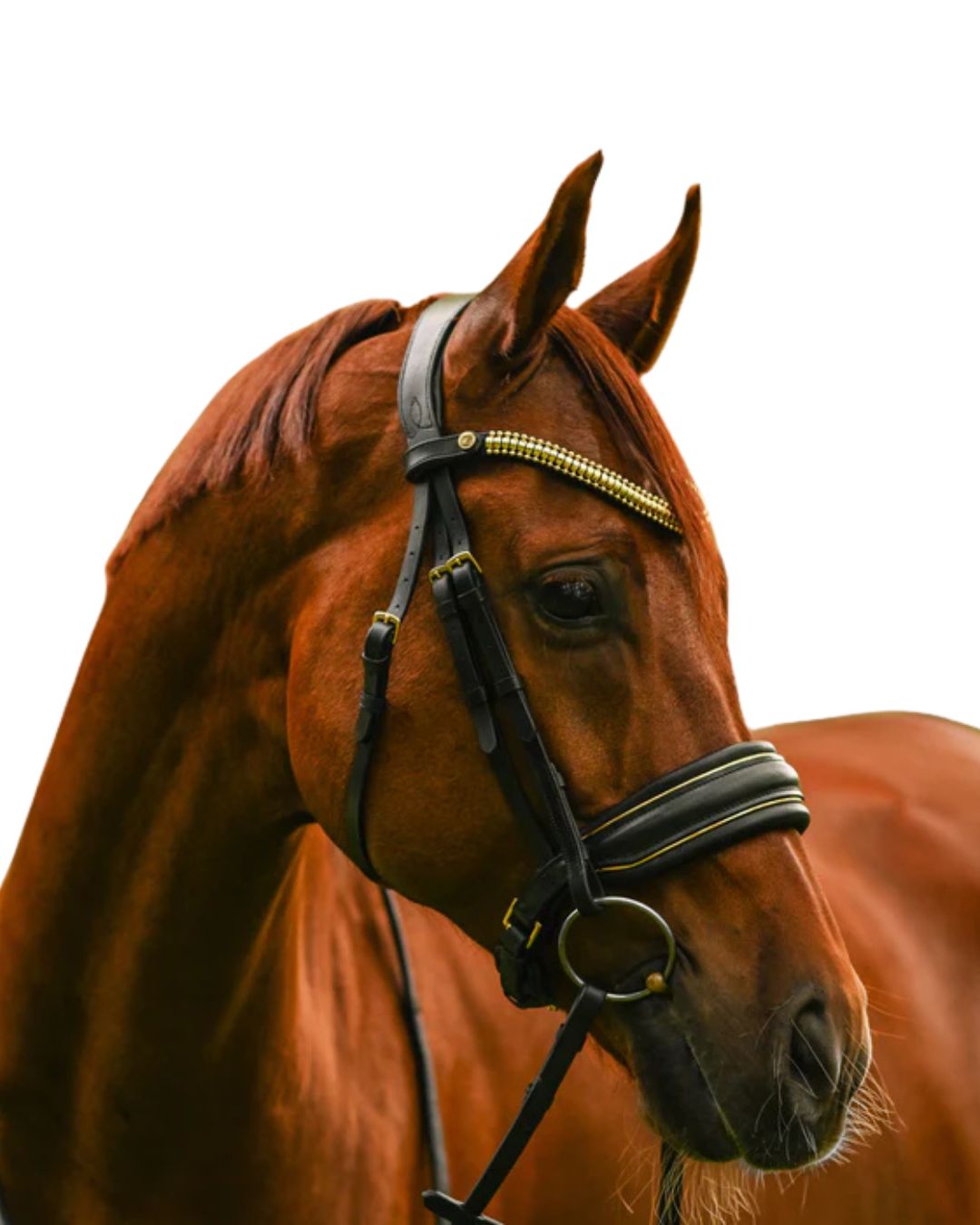For The Horse