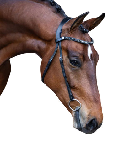 Lumiere nosebandless black bridle on a horse with a white background
