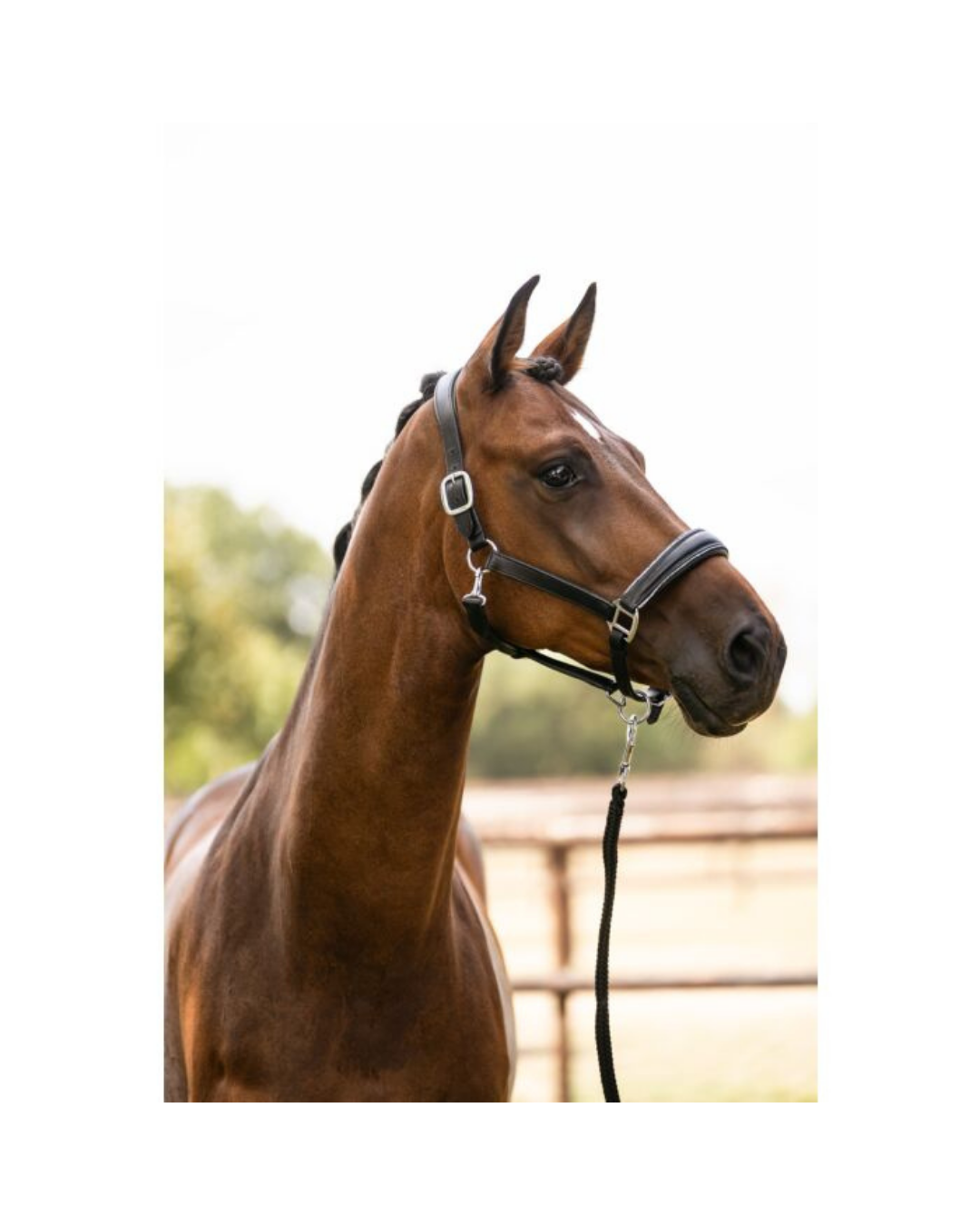 HKM Leather Glamour Halter Horse Halters HKM - Equestrian Fashion Outfitters