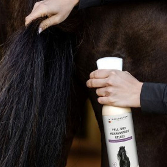 Person applying a horse care product to a horse's coat
