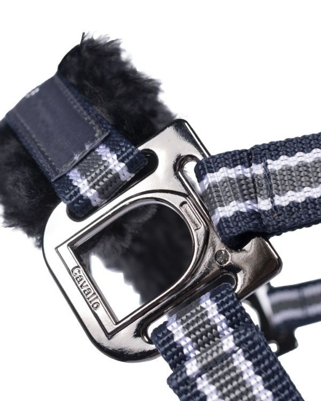 Close-up of a blue and gray buckle on a horse halter with Cavallo buckle on a white background