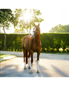 Lumiere Paris Bridle