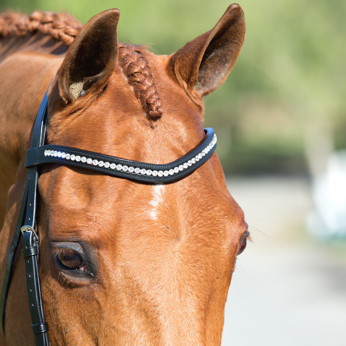 WHS Browband - Equestrian Fashion Outfitters