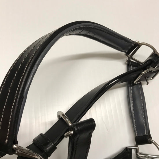 EFO Leather Halter with Colour Accents Halter Equestrian Fashion Outfitters - Equestrian Fashion Outfitters