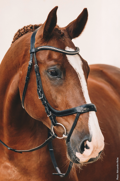 Schockemohle Equitus Omega Bridle - Equestrian Fashion Outfitters