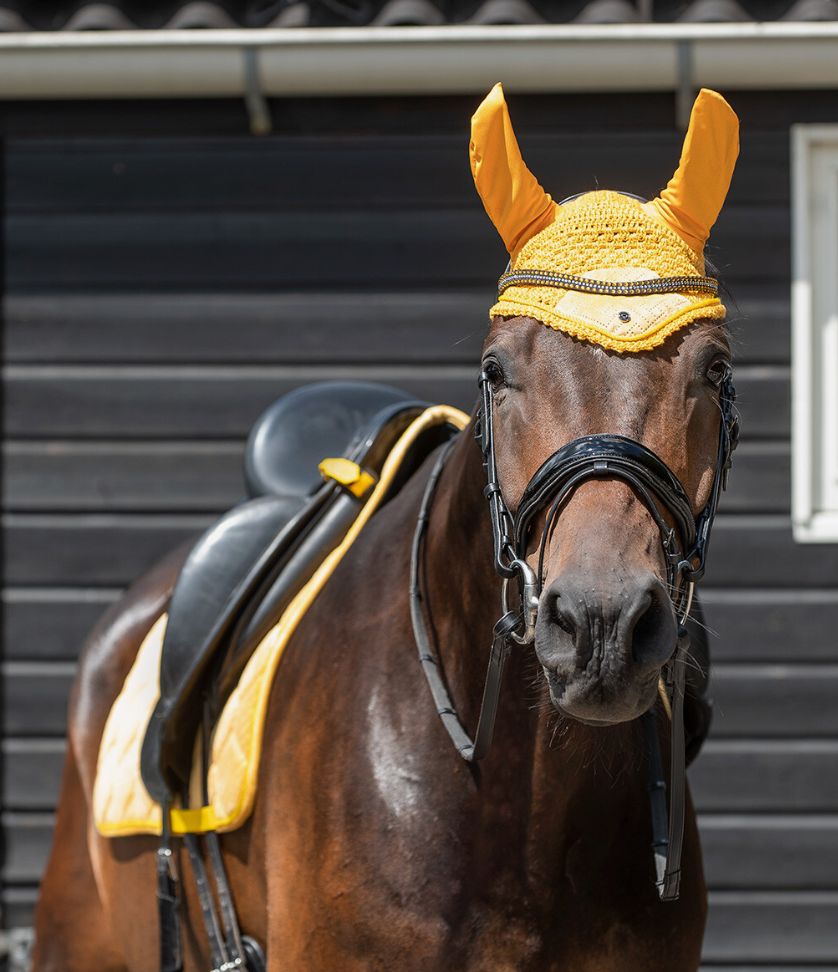QHP Browband - Equestrian Fashion Outfitters