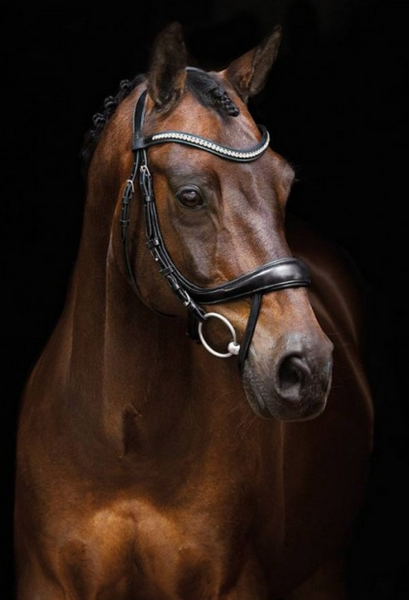 Schockemohle Equitus Beta Dressage Anatomical Bridle Bridle Schockemohle - Equestrian Fashion Outfitters