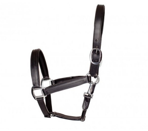Leather Halter with Colour Accents - Equestrian Fashion Outfitters