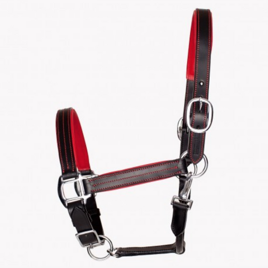 EFO Leather Halter with Colour Accents Halter Equestrian Fashion Outfitters - Equestrian Fashion Outfitters