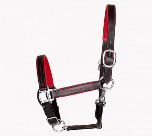 Leather Halter with Colour Accents - Equestrian Fashion Outfitters