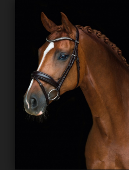Schockemohle Stanford Anatomic Bridle - Equestrian Fashion Outfitters